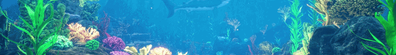 SHARK COMMUNITY